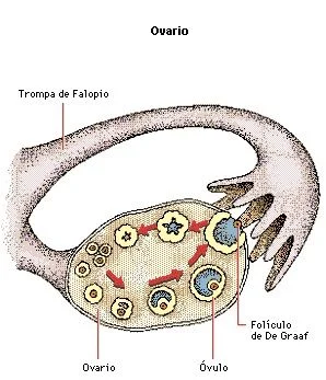 Ovario Ovario