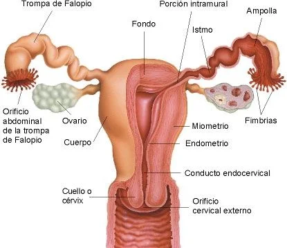 Sistema Reproductor Femenino Trompas uterinas