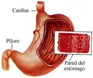 cardias y piloro