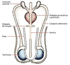 Conductos Eyaculadores