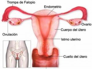 Partes del útero
