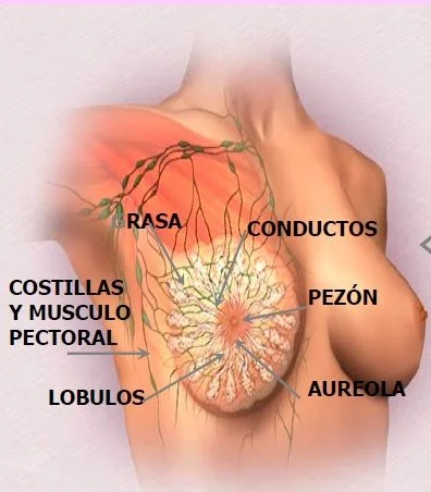 partes externas mama