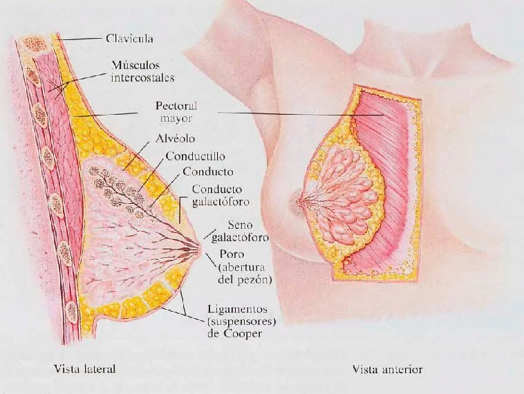 anatomia de la mama