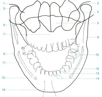 Detalle de la mandibula
