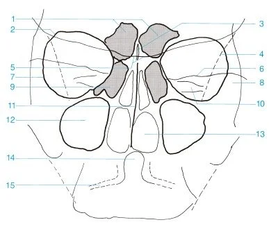 Detalles de Senos nasales vision occipital