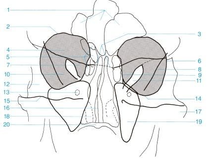 Posteroanterior de orbita