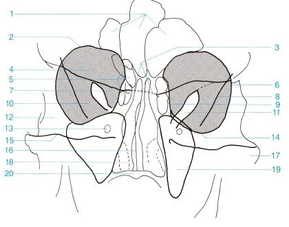 Posteroanterior de orbita