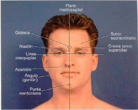 Planos corporales y sus referencias anatomicas