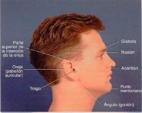 Referencias anatomicas superficiales para craneo