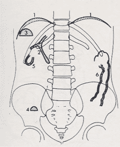 abdomen en bipedestacion