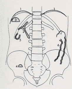 abdomen en bipedestacion
