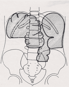 abdomen simple en bipedestacion