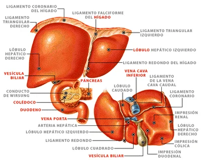 partes del higado