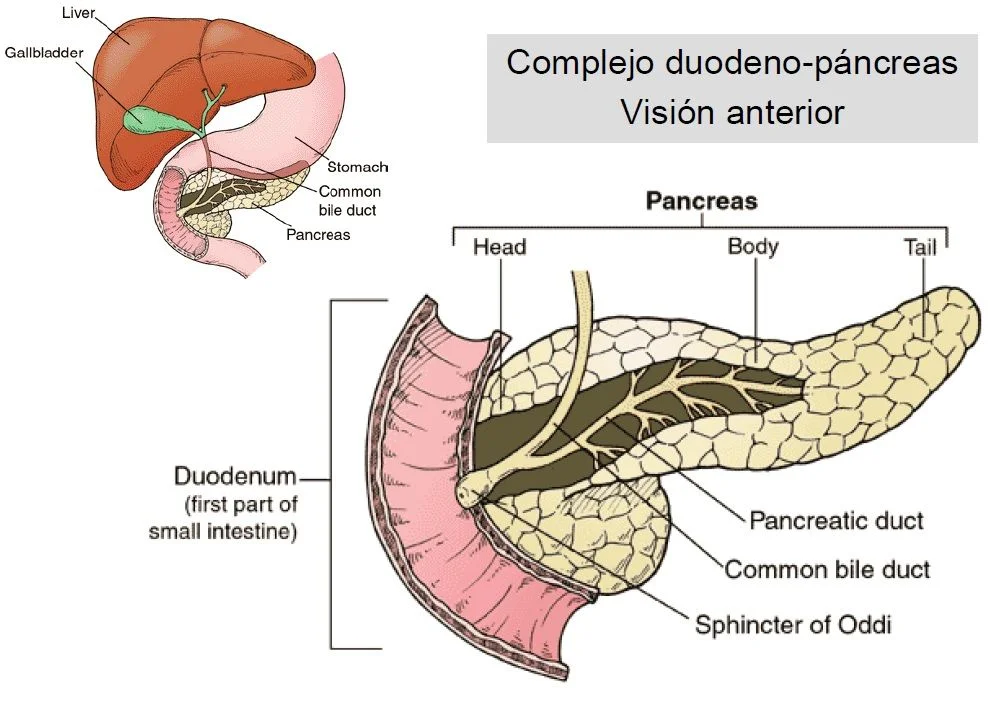 Anatomia y protocolo TC páncreas